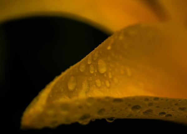 Learning Macro