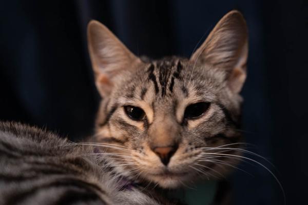 Pets of Duluth